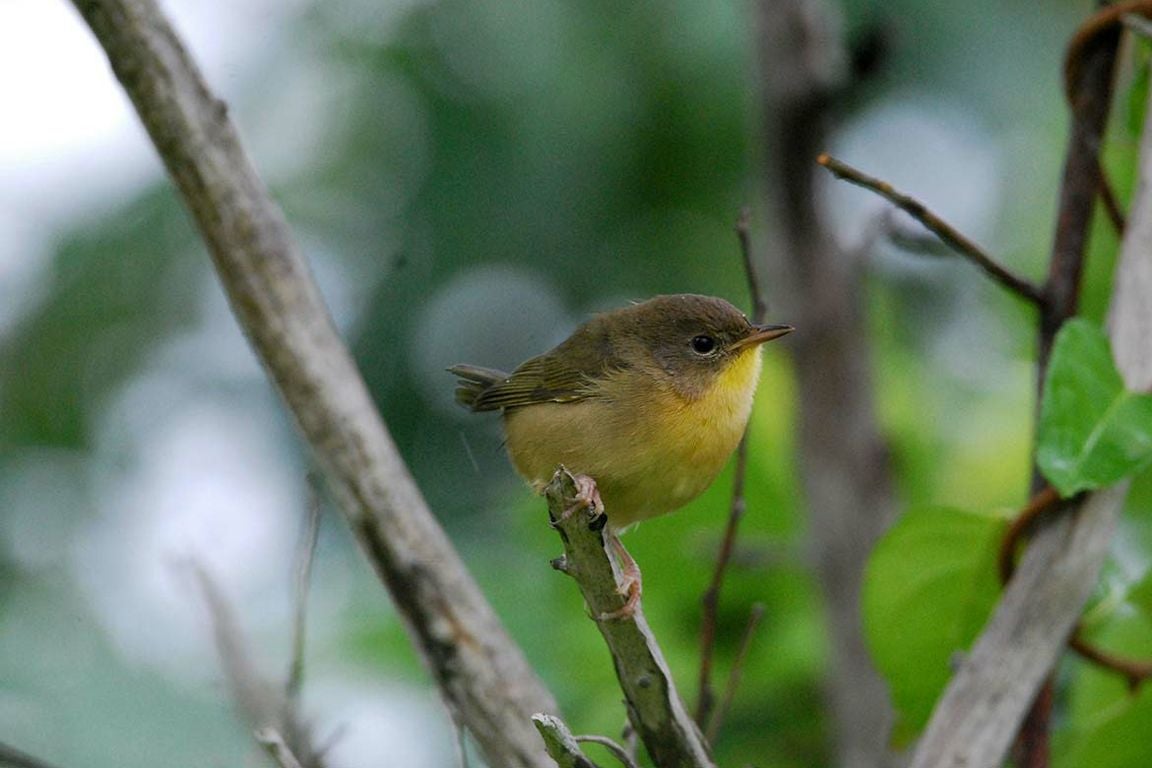 Small olive-brown bird with a yellow throat perched on a branch.